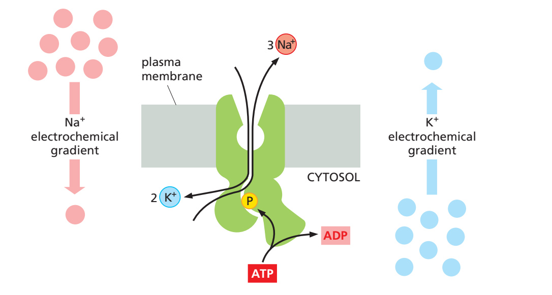 钠钾泵利用 ATP 维持钠钾梯度的方向与化学计量示意