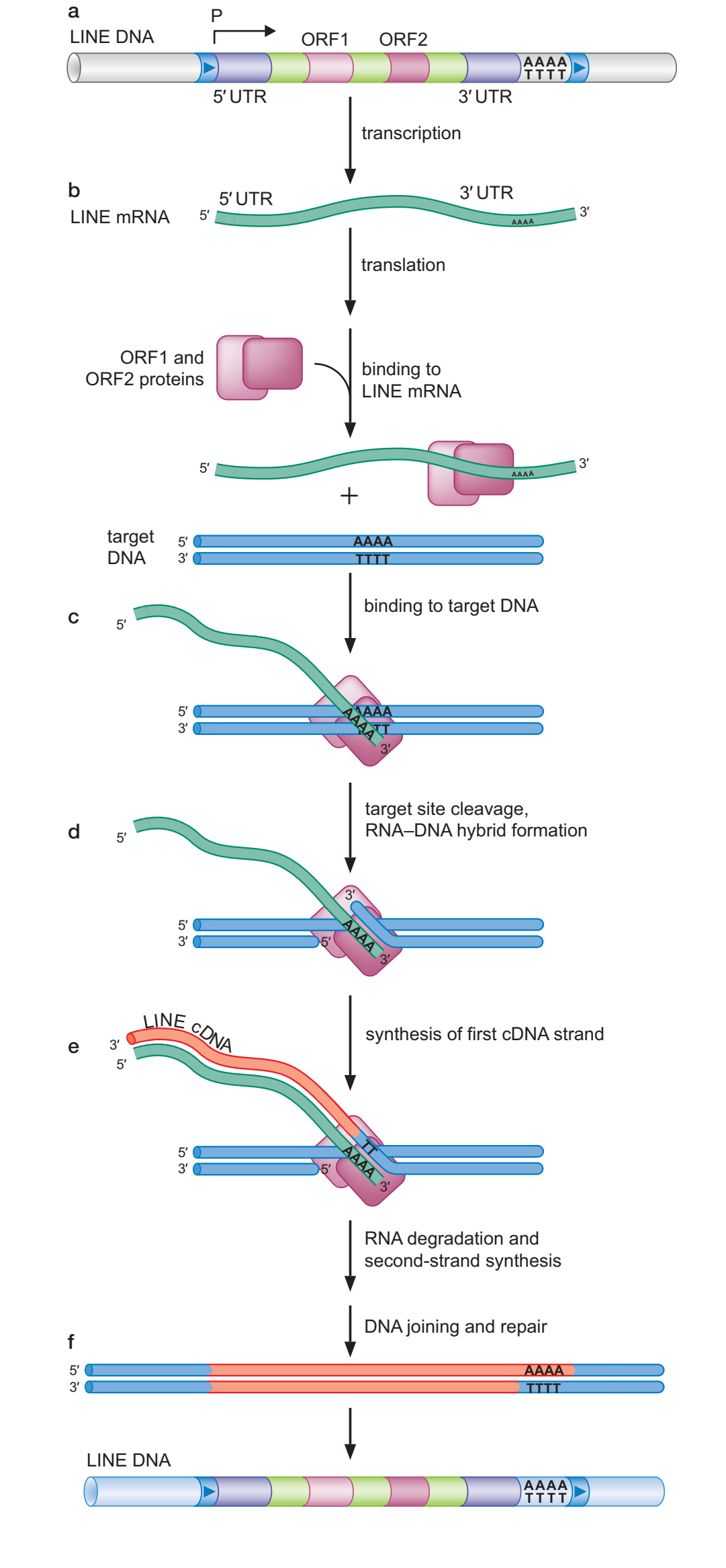 LINE RNA 与编码蛋白形成复合体,在靶 DNA 切口处启动逆转录并完成插入的示意