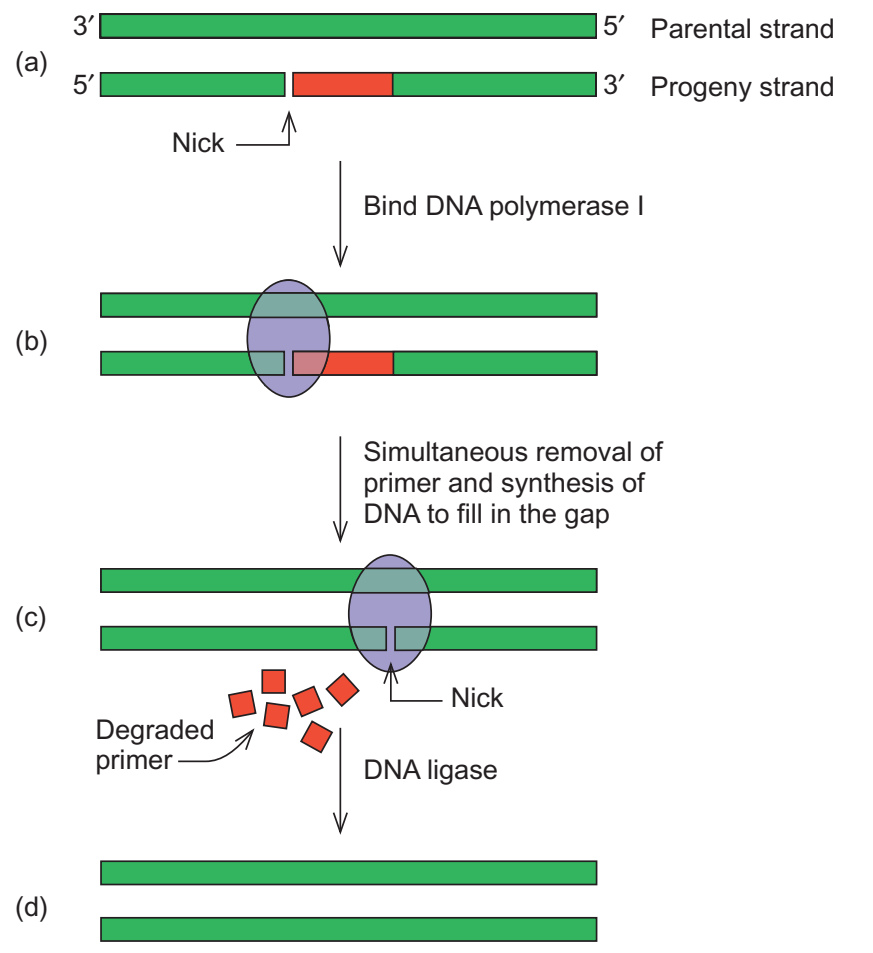 大肠杆菌 Pol I 移除 RNA 引物、填补 DNA 并由连接酶封口的过程