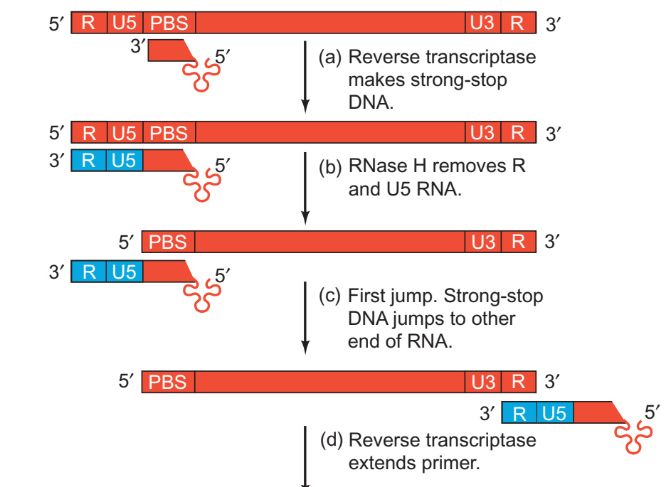 tRNA 引发、负链短 DNA 合成及 R 区介导的第一次链转移
