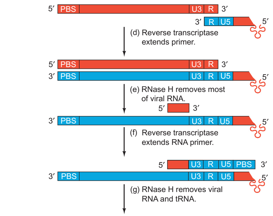 第一次链转移后负链延长、RNA 模板处理与正链引发