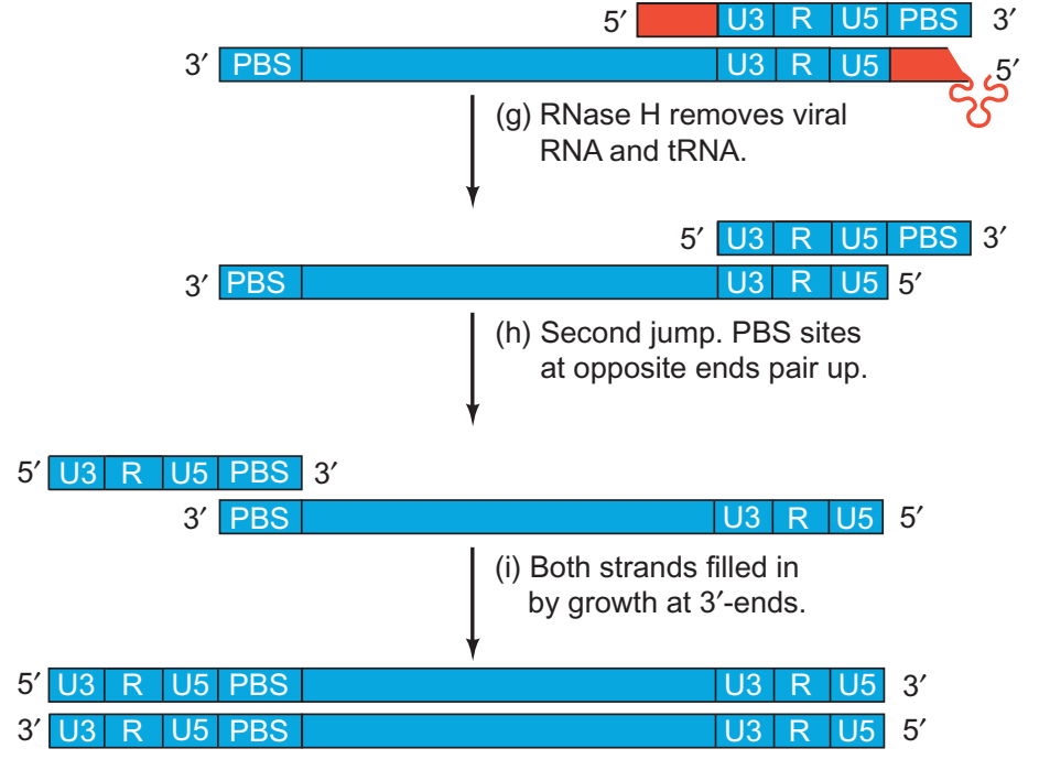 去除引物后 PBS 区域配对、第二次链转移及两条 DNA 的相互延伸