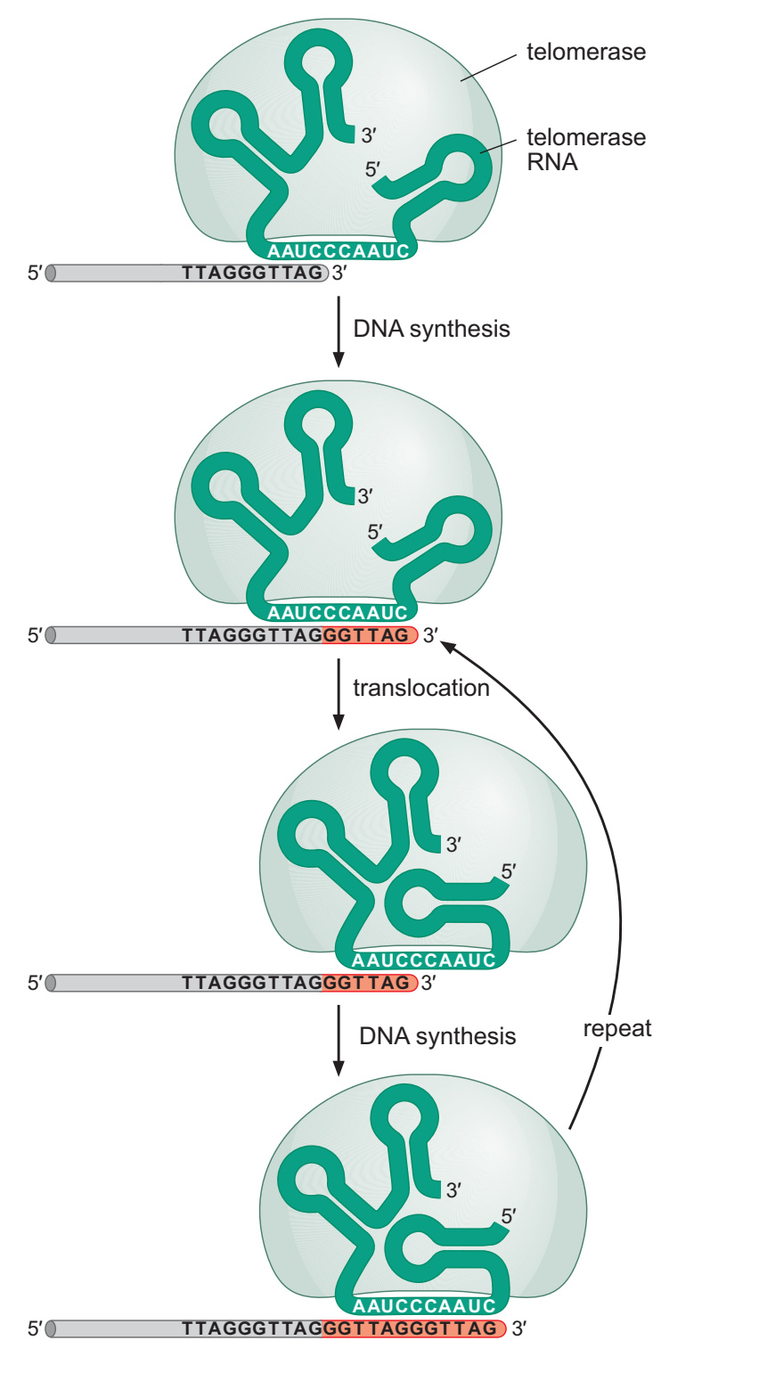 端粒酶内部 RNA 与 DNA 末端对齐、延长、重定位及再次延长的循环